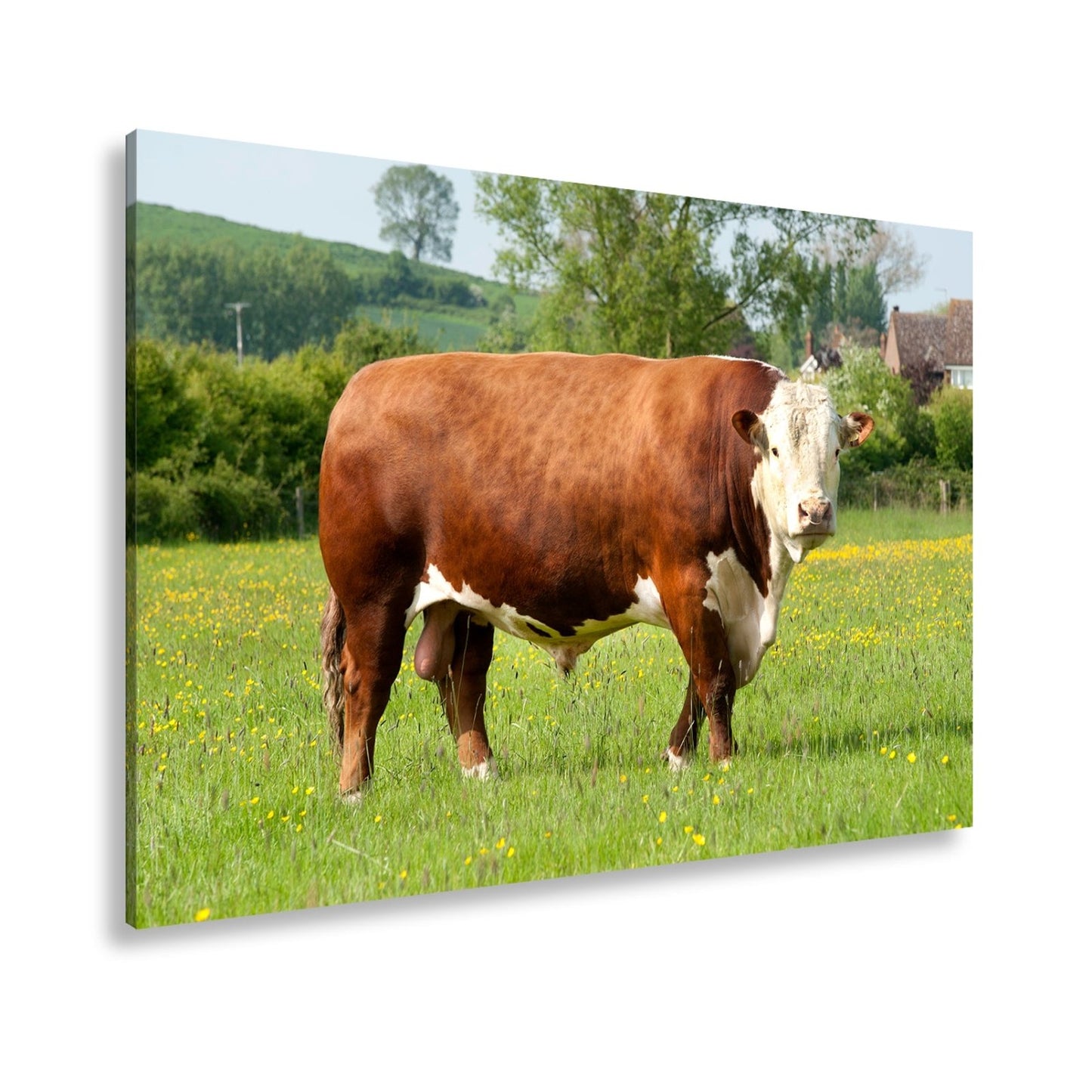 Leinwandbild Kuh XXL – Stolz auf Blumenwiese mit direktem Blick - deyoli