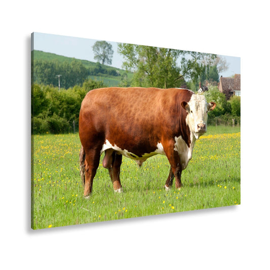 Leinwandbild Kuh XXL – Stolz auf Blumenwiese mit direktem Blick - deyoli