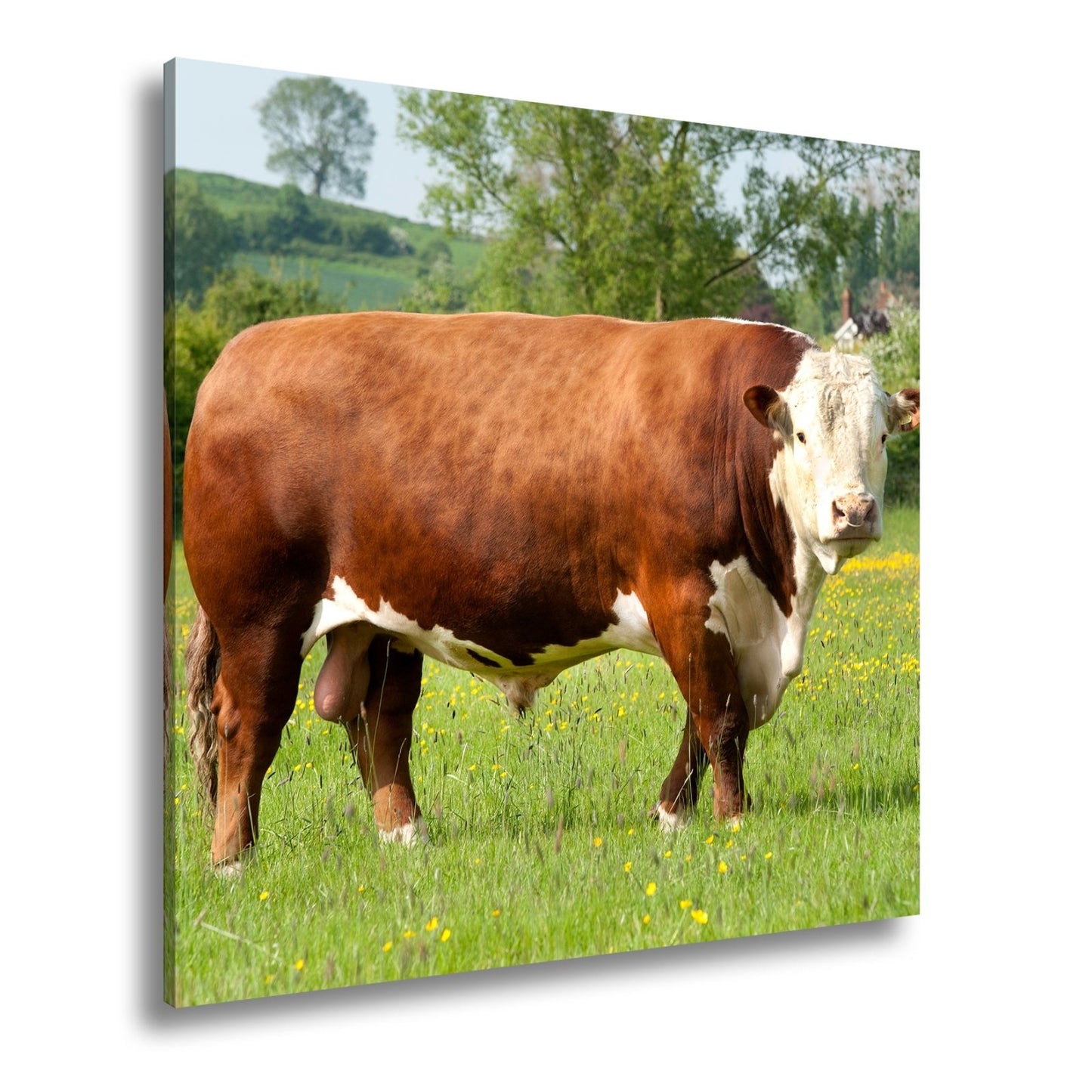Leinwandbild Kuh XXL – Stolz auf Blumenwiese mit direktem Blick - deyoli