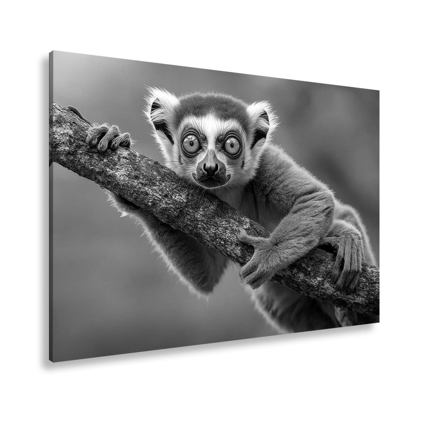 Leinwandbild Kulleräugiger Lemur – Klammert sich neugierig an Ast XXL - deyoli