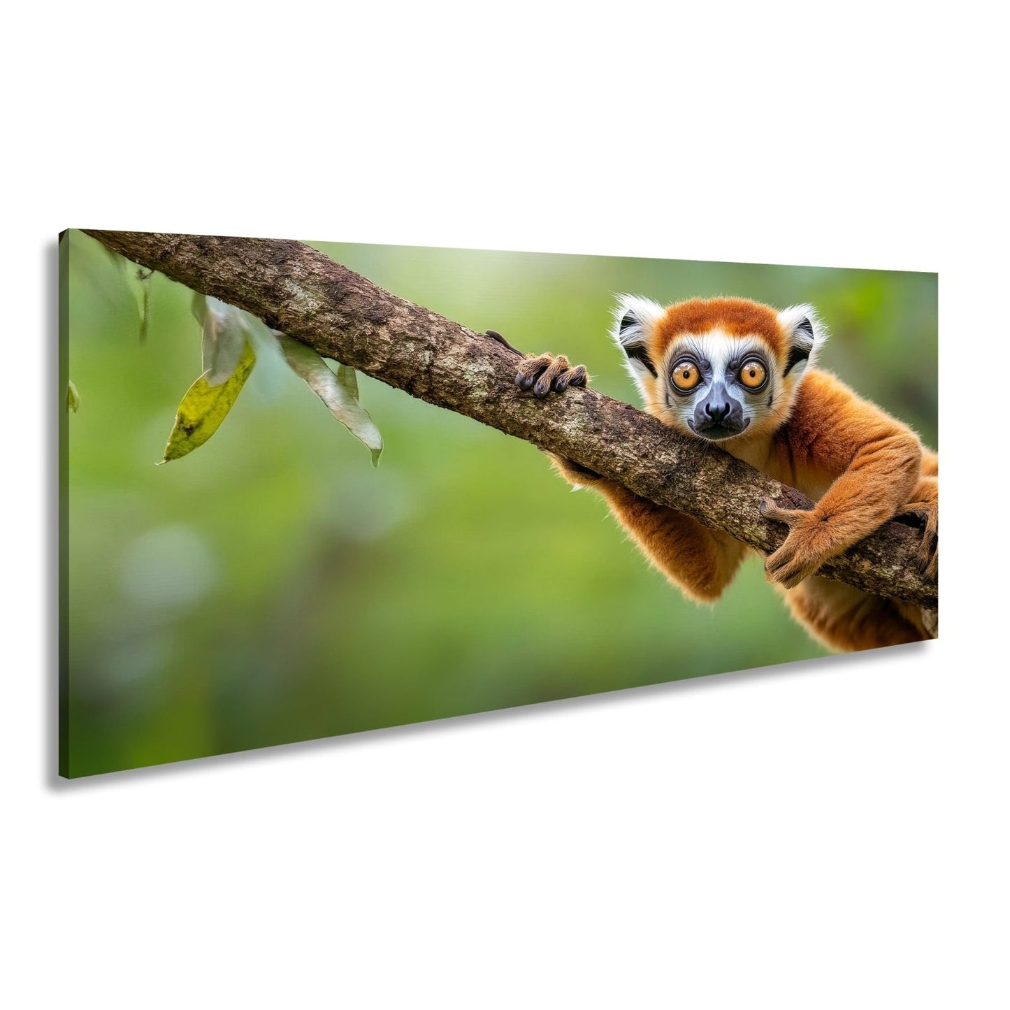 Leinwandbild Kulleräugiger Lemur – Klammert sich neugierig an Ast XXL - deyoli