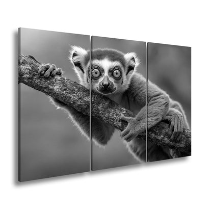 Leinwandbild Kulleräugiger Lemur – Klammert sich neugierig an Ast XXL - deyoli