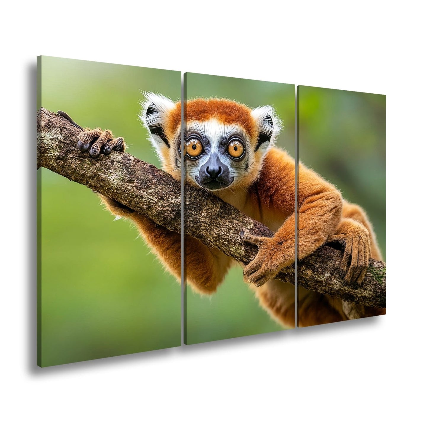 Leinwandbild Kulleräugiger Lemur – Klammert sich neugierig an Ast XXL - deyoli