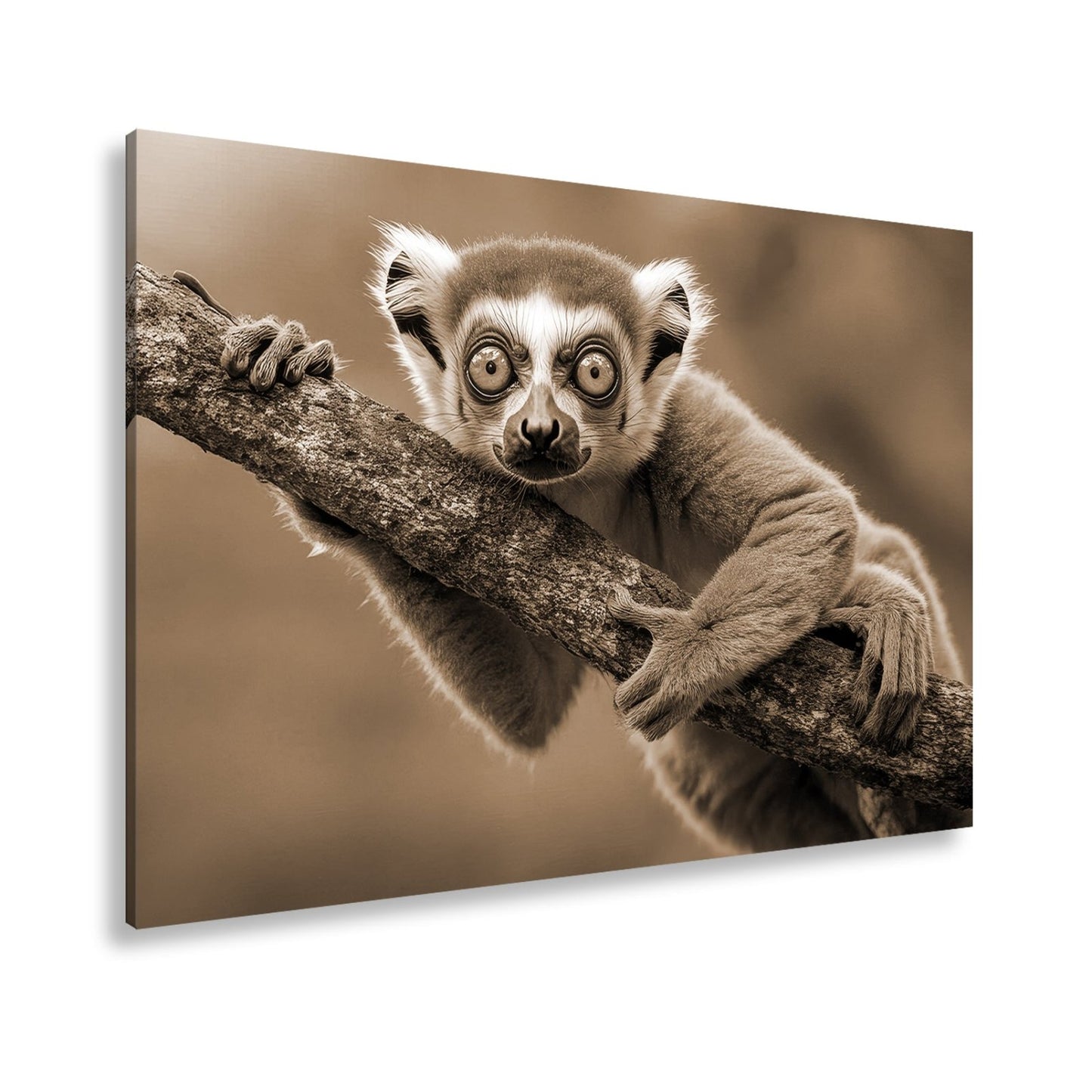 Leinwandbild Kulleräugiger Lemur – Klammert sich neugierig an Ast XXL - deyoli