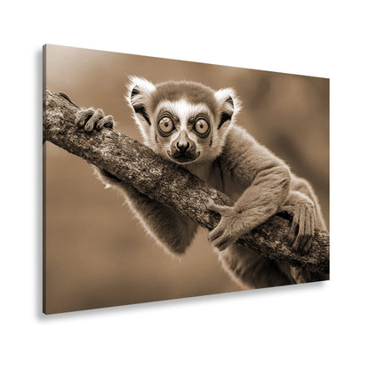 Leinwandbild Kulleräugiger Lemur – Klammert sich neugierig an Ast XXL - deyoli