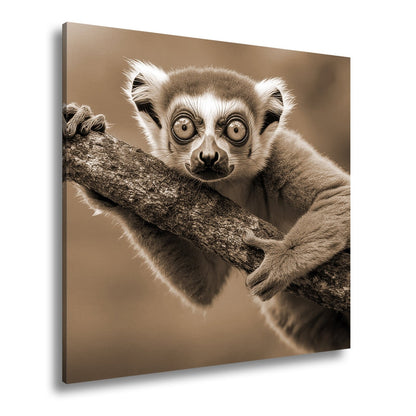 Leinwandbild Kulleräugiger Lemur – Klammert sich neugierig an Ast XXL - deyoli