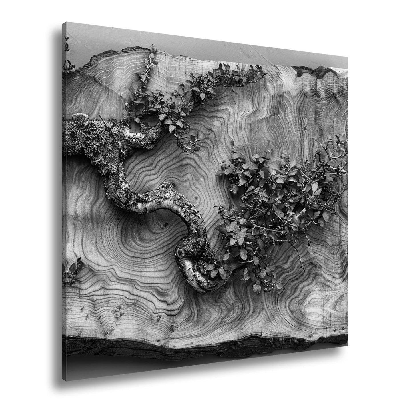 Leinwandbild Kunstvoller Ast auf edlem Holz – Natur als Gemälde. - deyoli