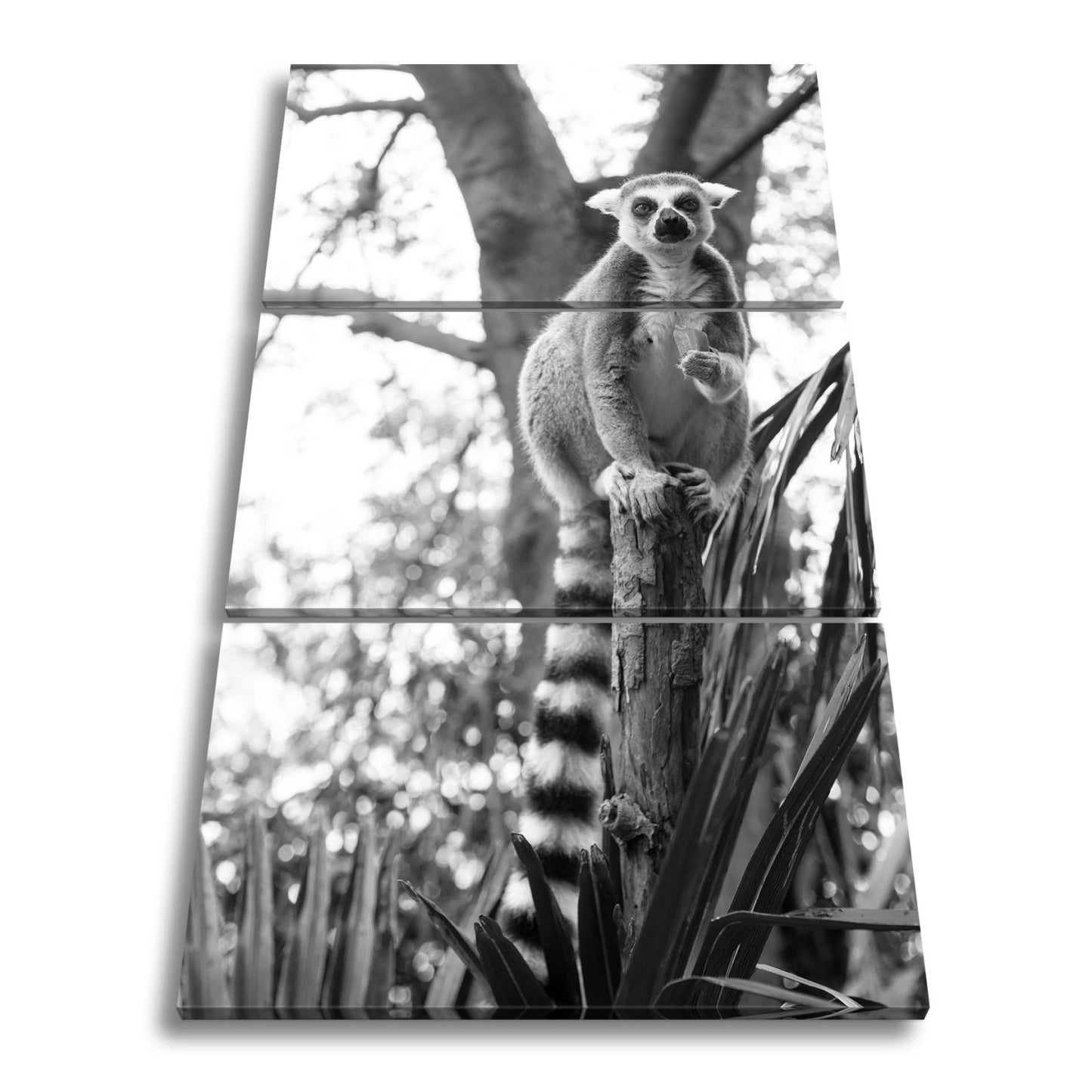 Leinwandbild Lemur thront gelassen mit Snack im tropischen Grün - deyoli