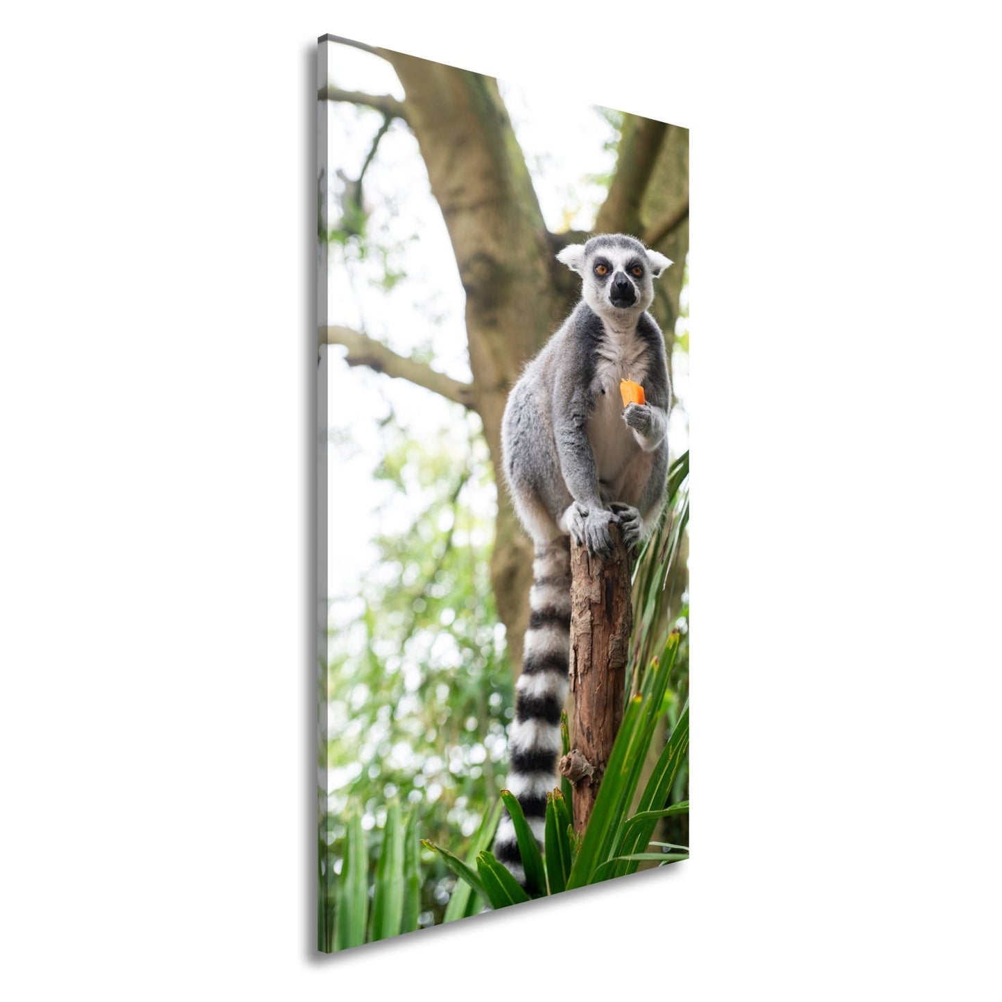 Leinwandbild Lemur thront gelassen mit Snack im tropischen Grün - deyoli