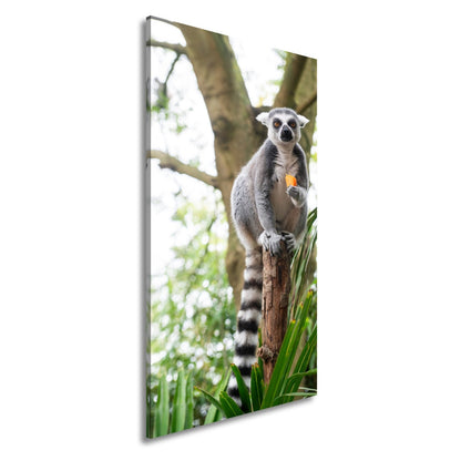 Leinwandbild Lemur thront gelassen mit Snack im tropischen Grün - deyoli