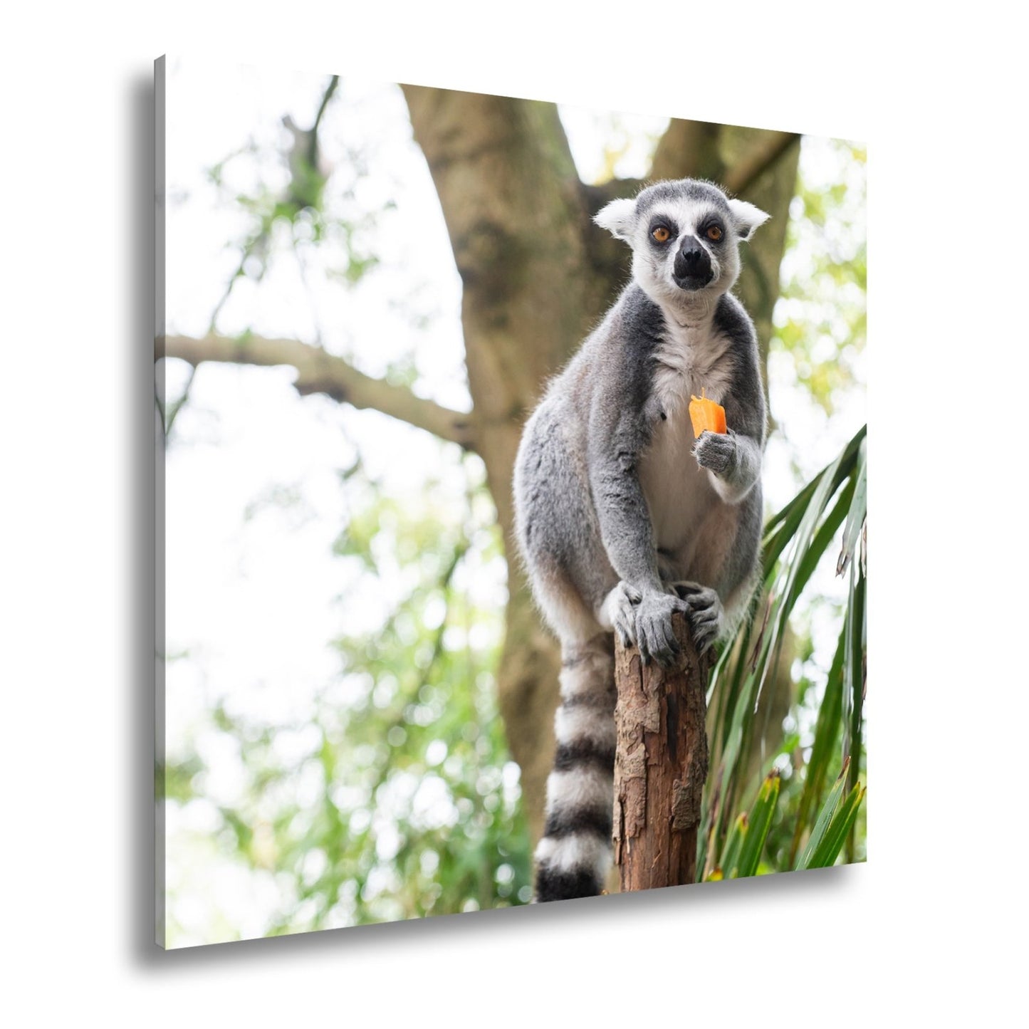 Leinwandbild Lemur thront gelassen mit Snack im tropischen Grün - deyoli