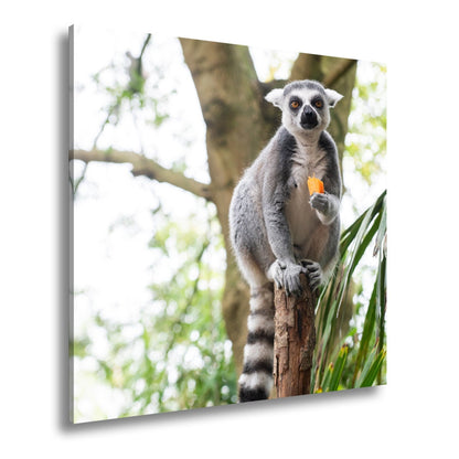Leinwandbild Lemur thront gelassen mit Snack im tropischen Grün - deyoli