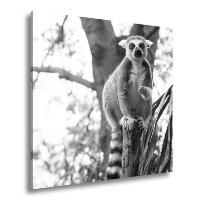 Leinwandbild Lemur thront gelassen mit Snack im tropischen Grün - deyoli