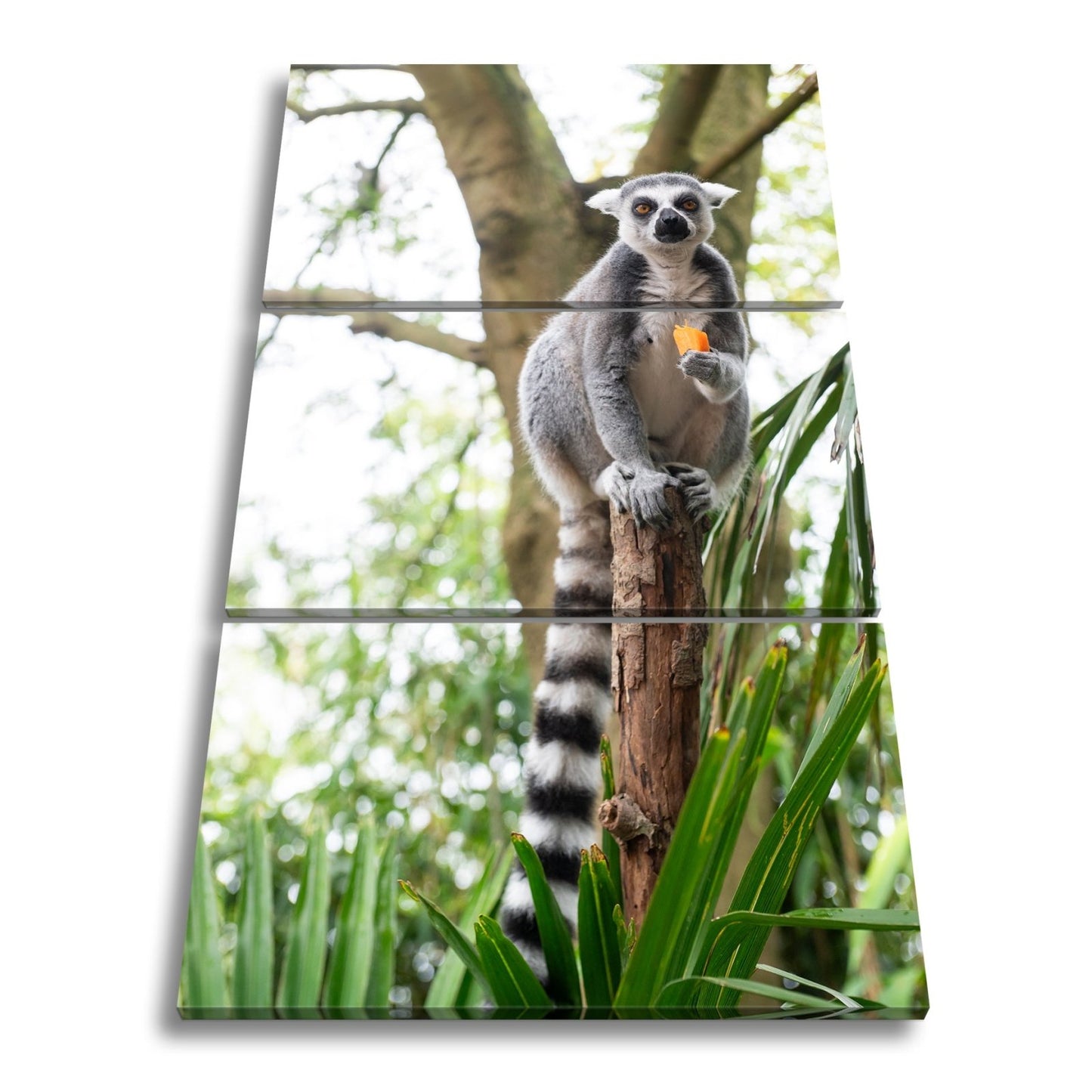 Leinwandbild Lemur thront gelassen mit Snack im tropischen Grün - deyoli