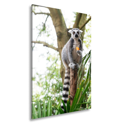 Leinwandbild Lemur thront gelassen mit Snack im tropischen Grün - deyoli