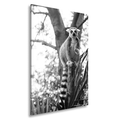 Leinwandbild Lemur thront gelassen mit Snack im tropischen Grün - deyoli