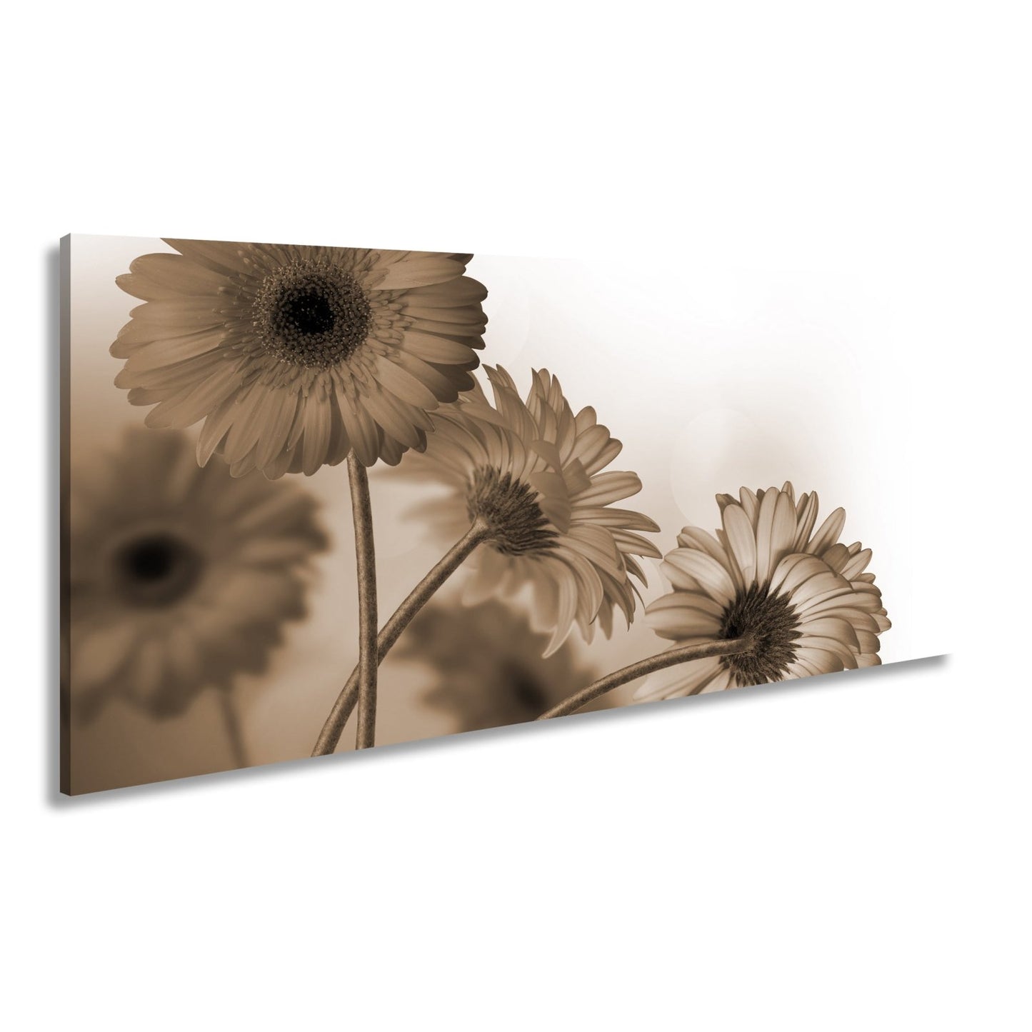 Leinwandbild Leuchtende Gerbera tanzen im warmen Licht des Morgens. - deyoli