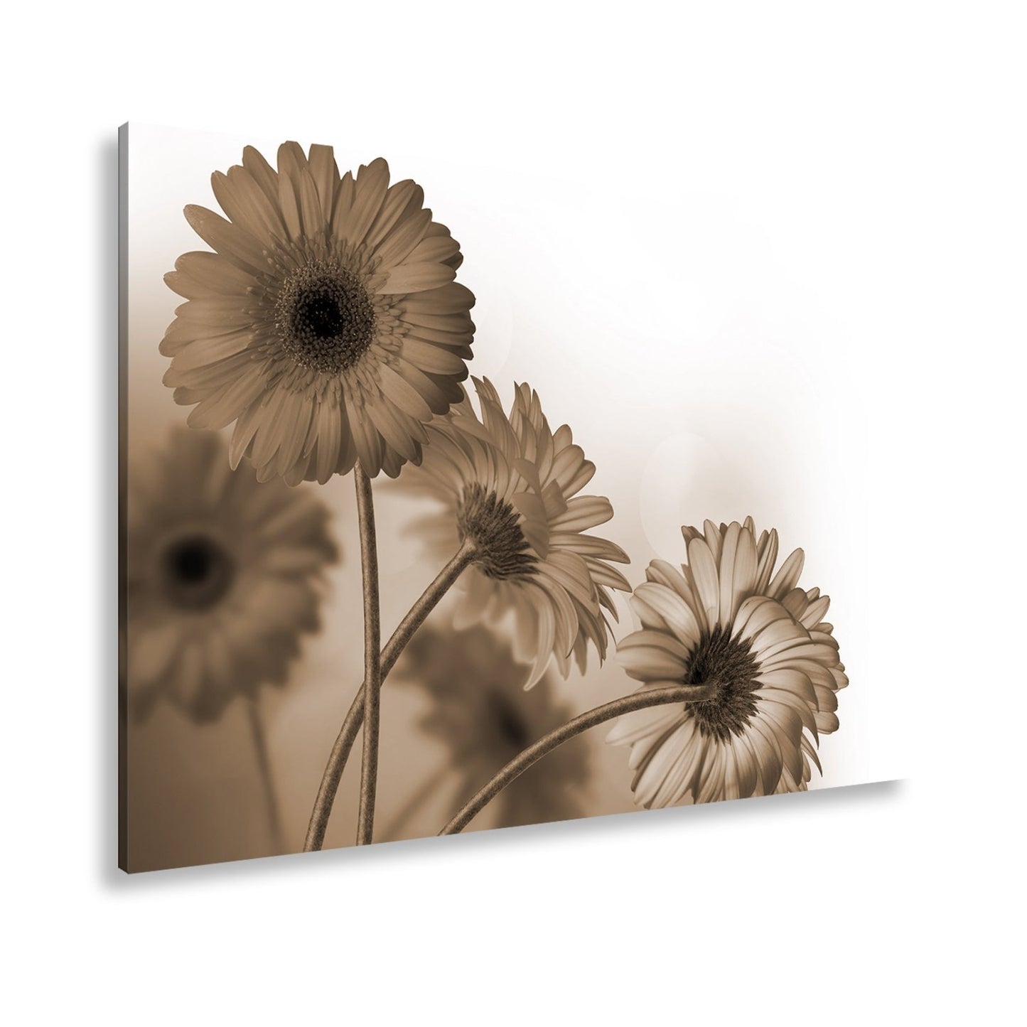Leinwandbild Leuchtende Gerbera tanzen im warmen Licht des Morgens. - deyoli