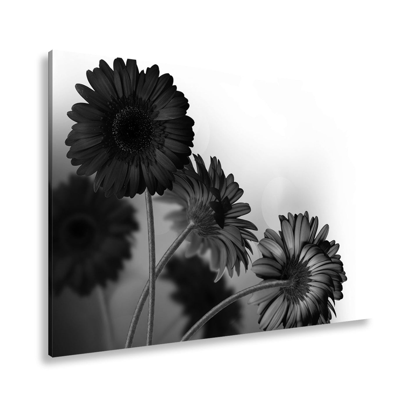 Leinwandbild Leuchtende Gerbera tanzen im warmen Licht des Morgens. - deyoli