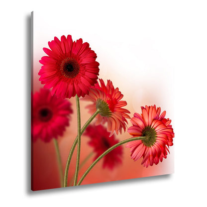 Leinwandbild Leuchtende Gerbera tanzen im warmen Licht des Morgens. - deyoli