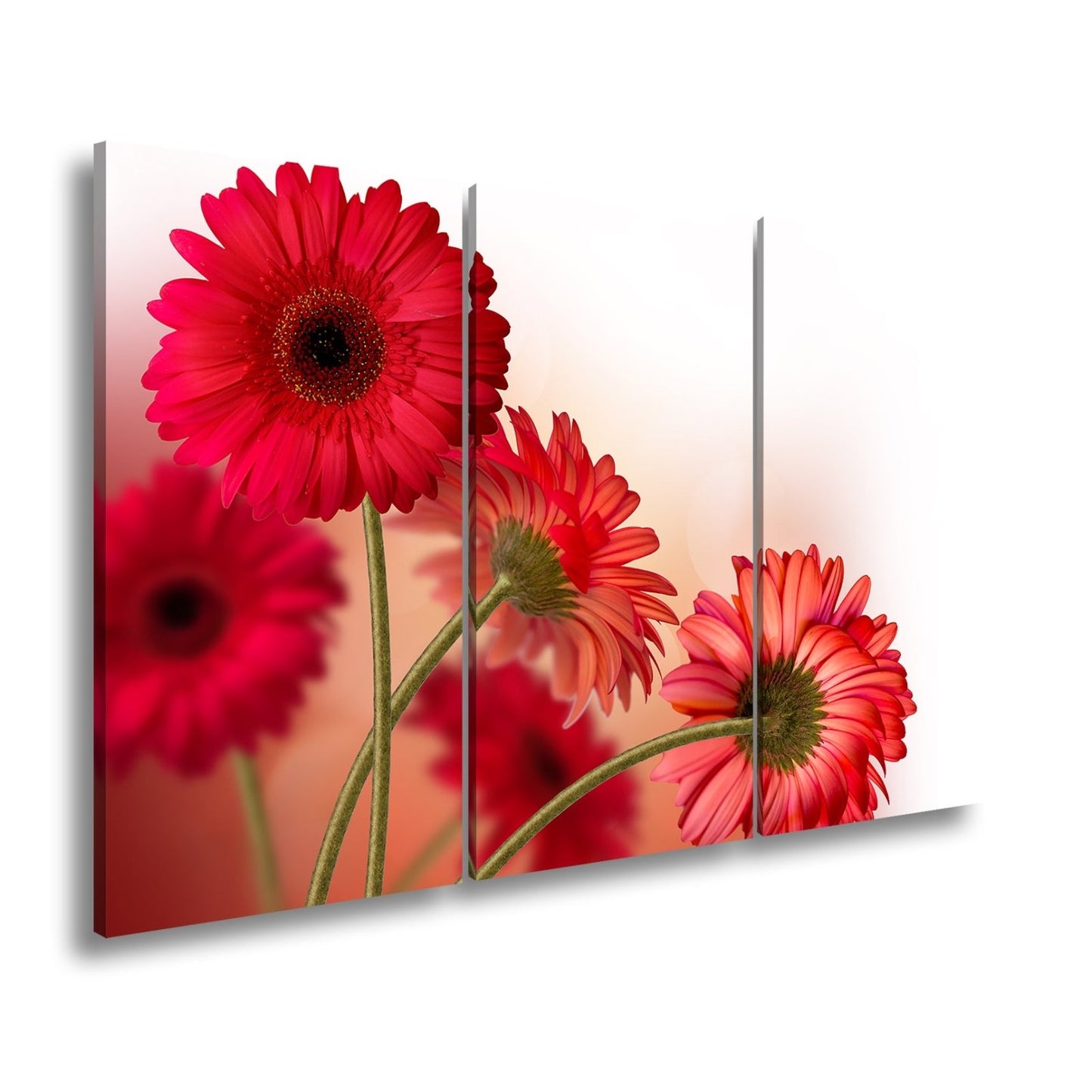 Leinwandbild Leuchtende Gerbera tanzen im warmen Licht des Morgens. - deyoli