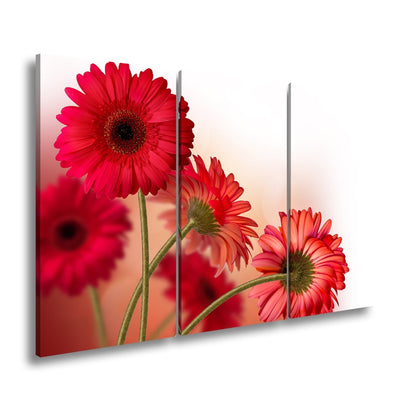 Leinwandbild Leuchtende Gerbera tanzen im warmen Licht des Morgens. - deyoli