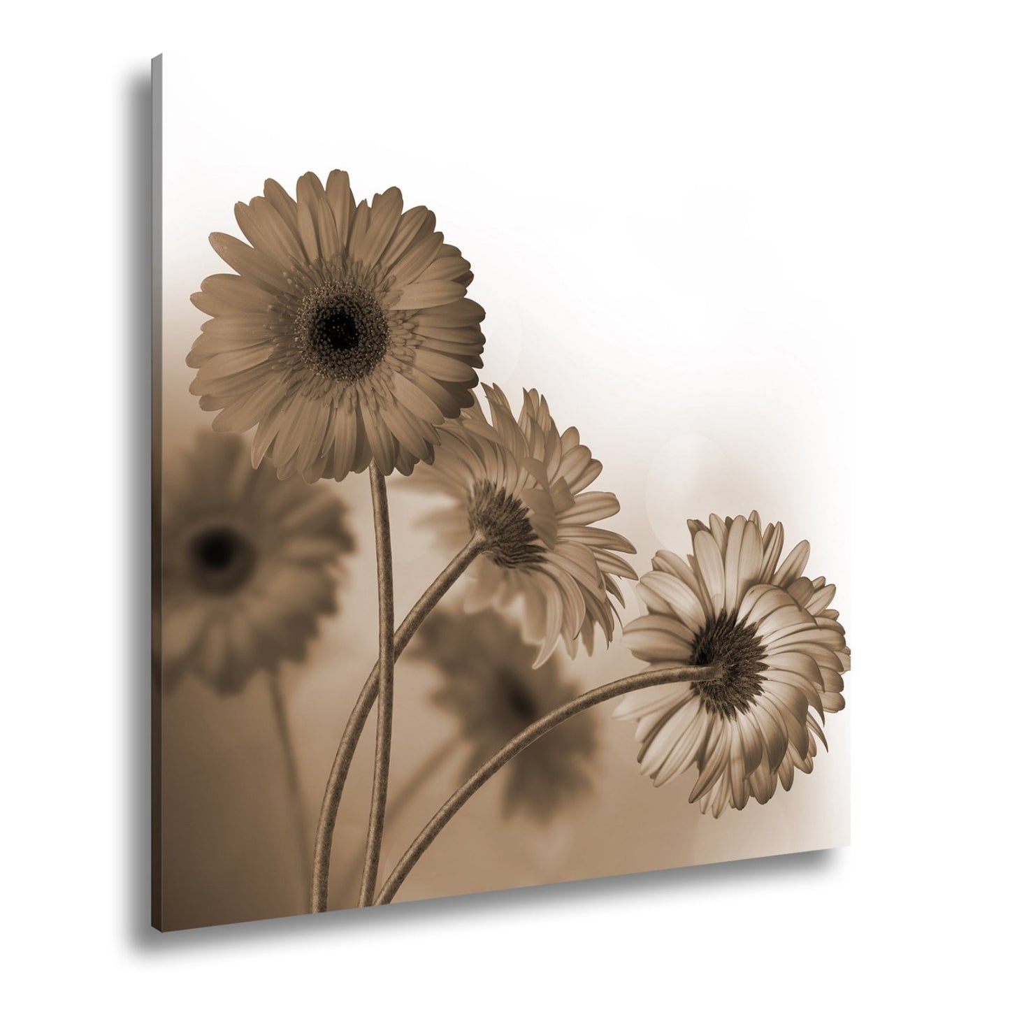 Leinwandbild Leuchtende Gerbera tanzen im warmen Licht des Morgens. - deyoli