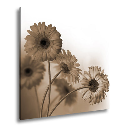 Leinwandbild Leuchtende Gerbera tanzen im warmen Licht des Morgens. - deyoli
