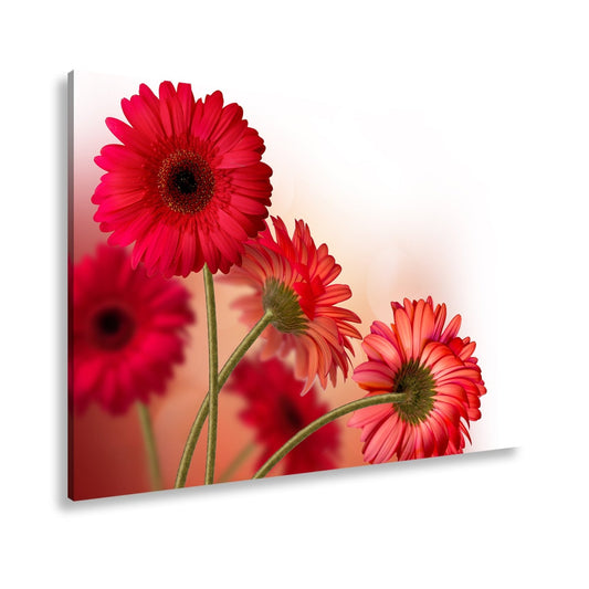 Leinwandbild Leuchtende Gerbera tanzen im warmen Licht des Morgens. - deyoli