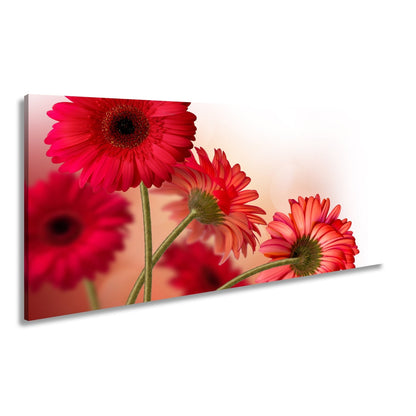 Leinwandbild Leuchtende Gerbera tanzen im warmen Licht des Morgens. - deyoli