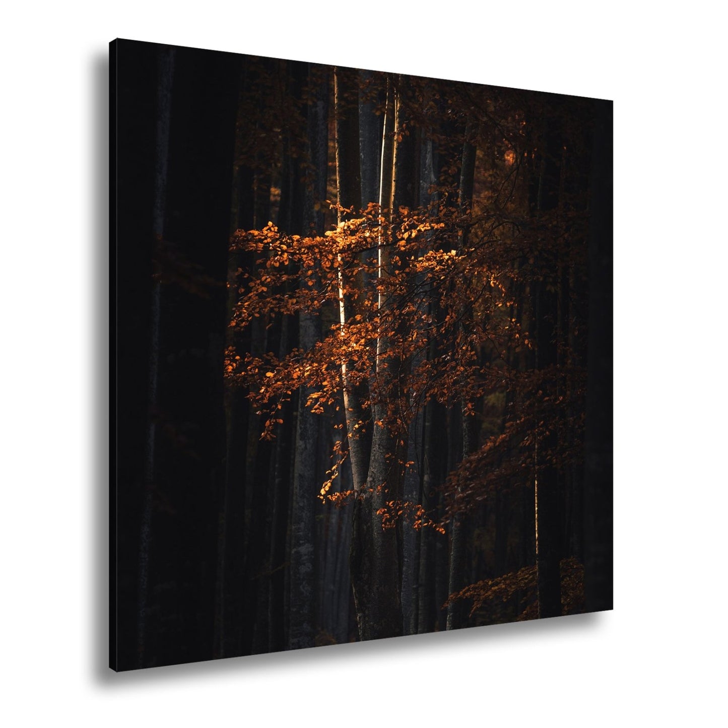 Leinwandbild Leuchtender Herbstbaum im mystischen Wald - deyoli