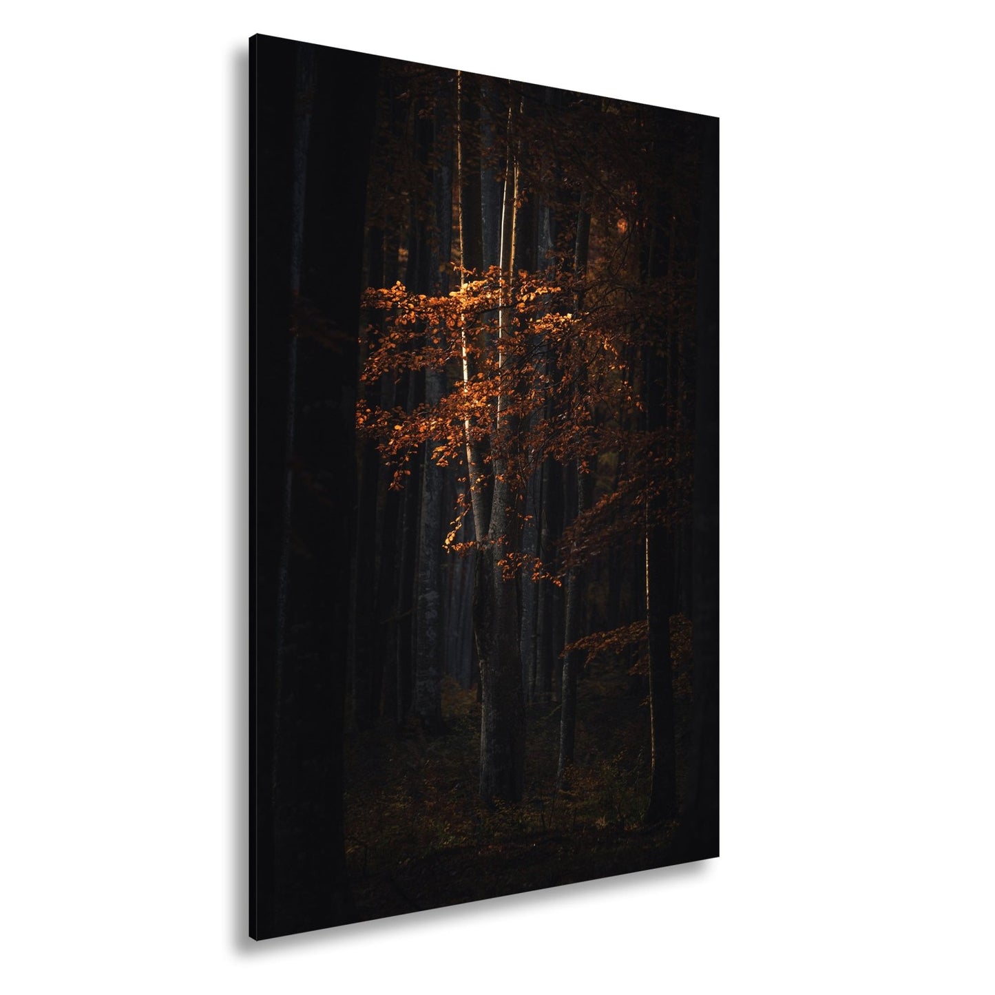 Leinwandbild Leuchtender Herbstbaum im mystischen Wald - deyoli
