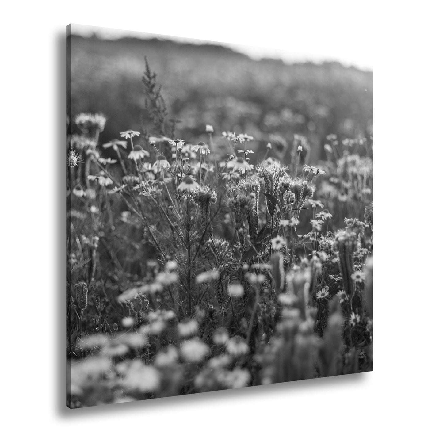 Leinwandbild Lila Flüstern und Kamillen im Glanz der sinkenden Sonne. - deyoli