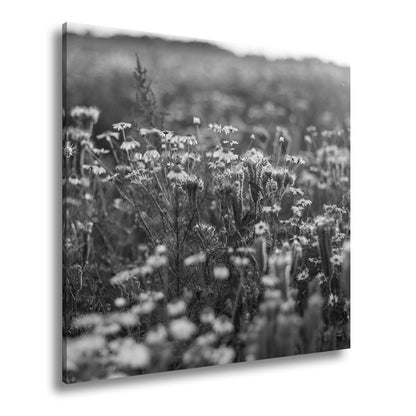 Leinwandbild Lila Flüstern und Kamillen im Glanz der sinkenden Sonne. - deyoli