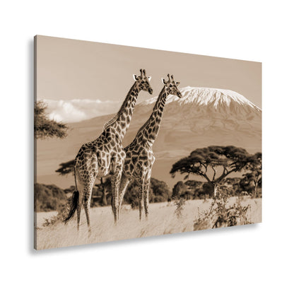 Leinwandbild Majestätische Giraffen vor dem Kilimandscharo - deyoli