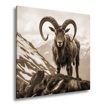 Leinwandbild Majestätischer Steinbock trotzt der kühlen Bergwelt. - deyoli