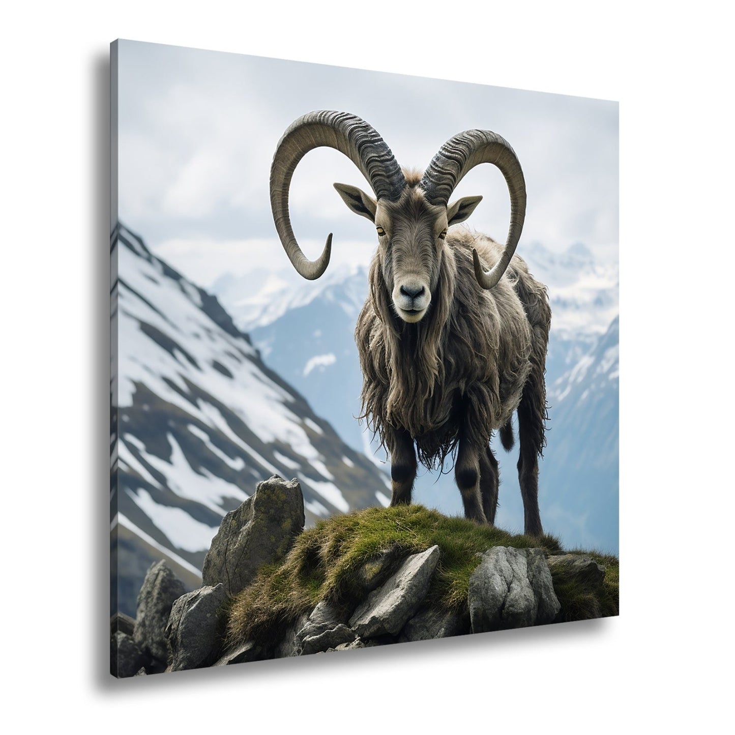 Leinwandbild Majestätischer Steinbock trotzt der kühlen Bergwelt. - deyoli