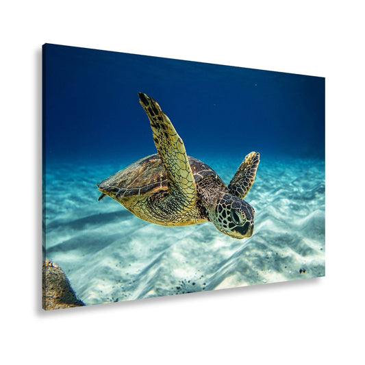 Leinwandbild Majestät der Tiefe – die Meeresschildkröte im blauen Schweben. - deyoli
