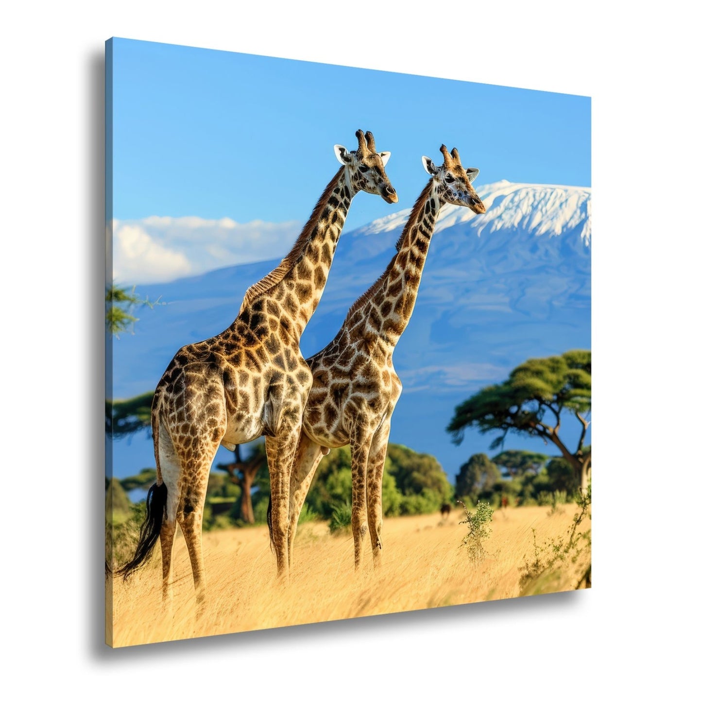 Leinwandbild Majestätische Giraffen vor dem Kilimandscharo - deyoli