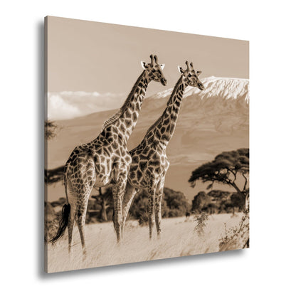 Leinwandbild Majestätische Giraffen vor dem Kilimandscharo - deyoli