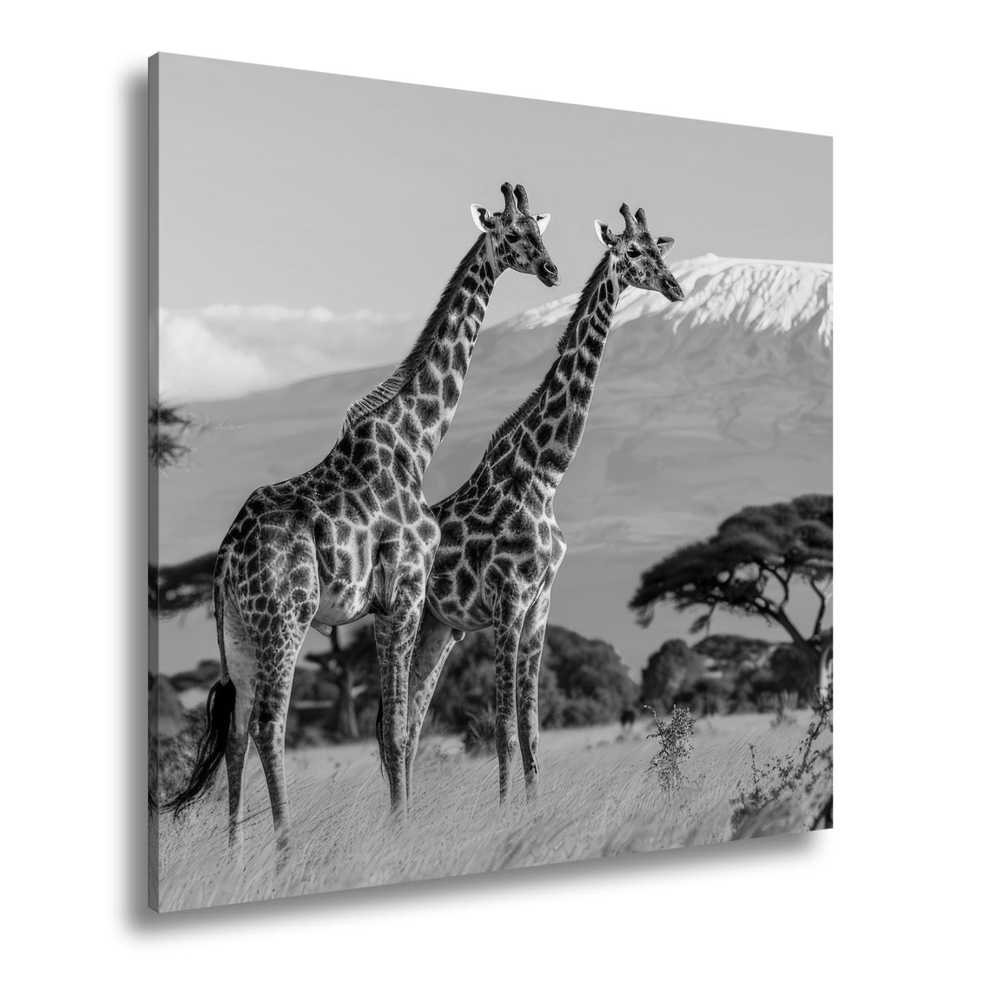 Leinwandbild Majestätische Giraffen vor dem Kilimandscharo - deyoli