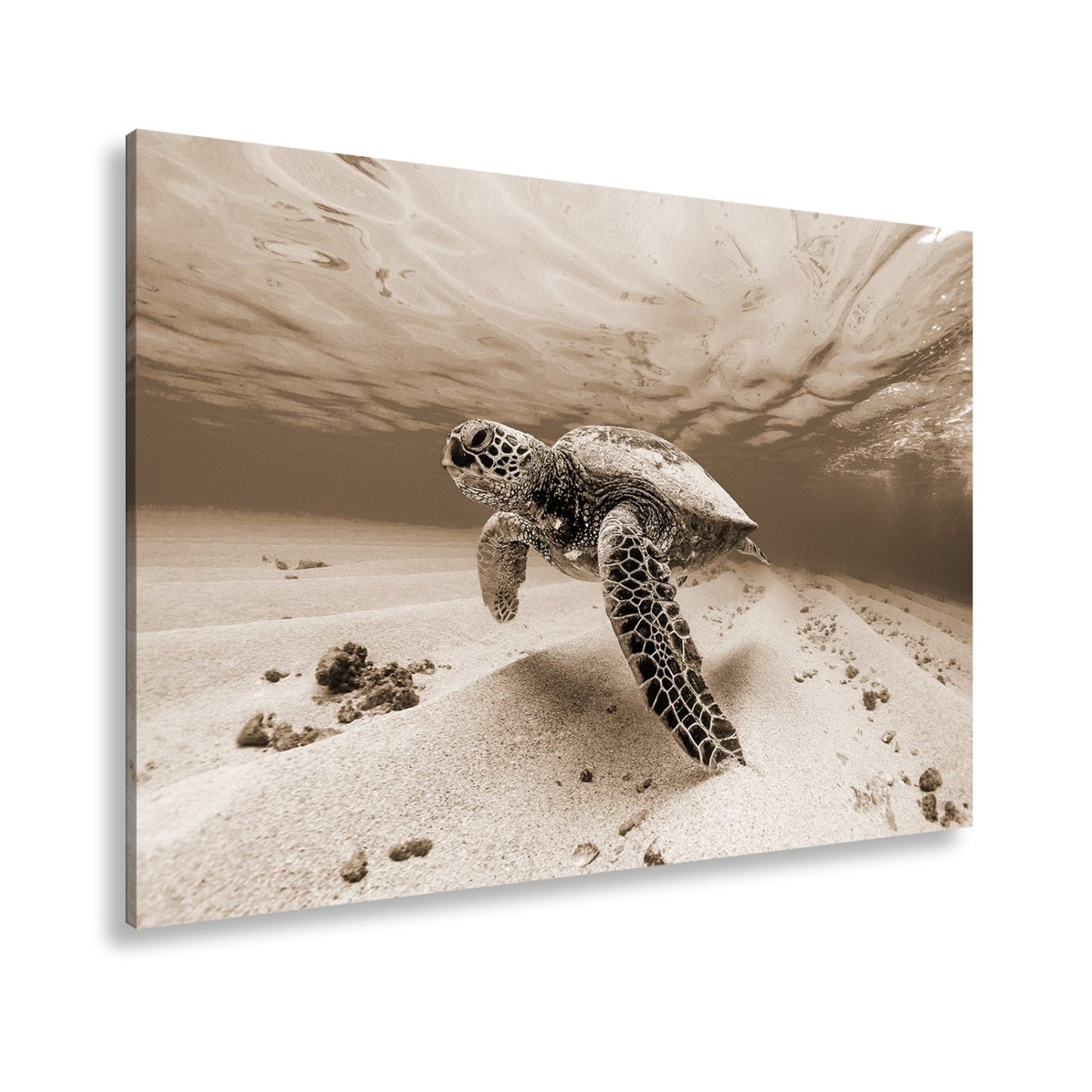 Leinwandbild Majestätische Schildkröte gleitet durch kristallklares Wasser. - deyoli
