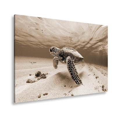 Leinwandbild Majestätische Schildkröte gleitet durch kristallklares Wasser. - deyoli