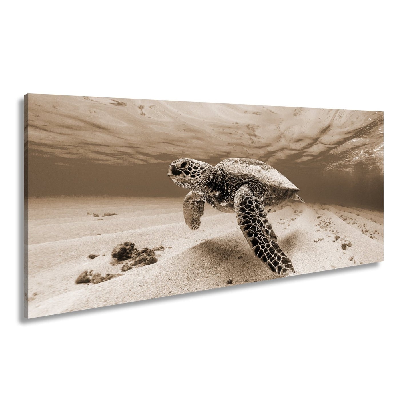 Leinwandbild Majestätische Schildkröte gleitet durch kristallklares Wasser. - deyoli