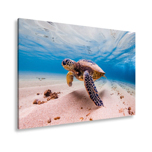 Leinwandbild Majestätische Schildkröte gleitet durch kristallklares Wasser. - deyoli