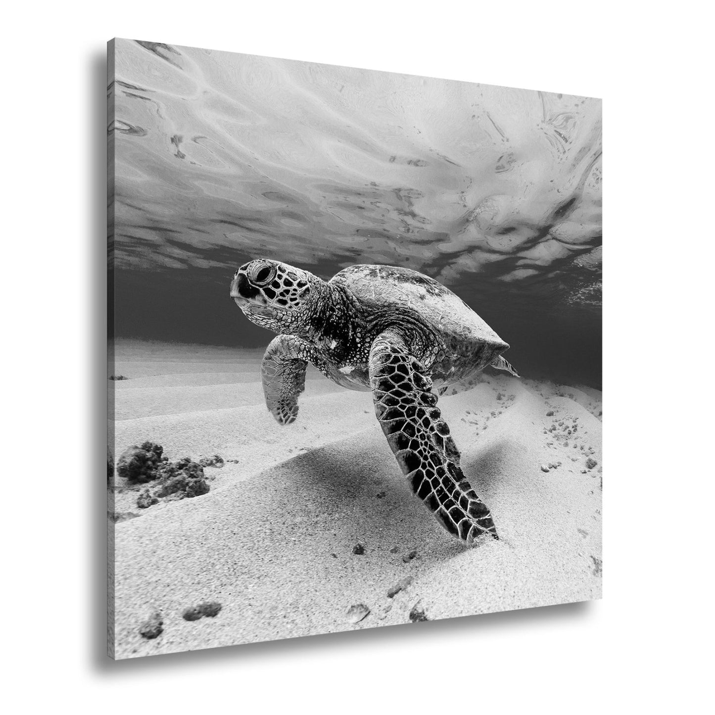 Leinwandbild Majestätische Schildkröte gleitet durch kristallklares Wasser. - deyoli