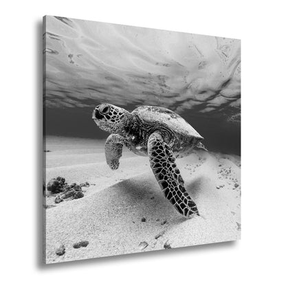 Leinwandbild Majestätische Schildkröte gleitet durch kristallklares Wasser. - deyoli