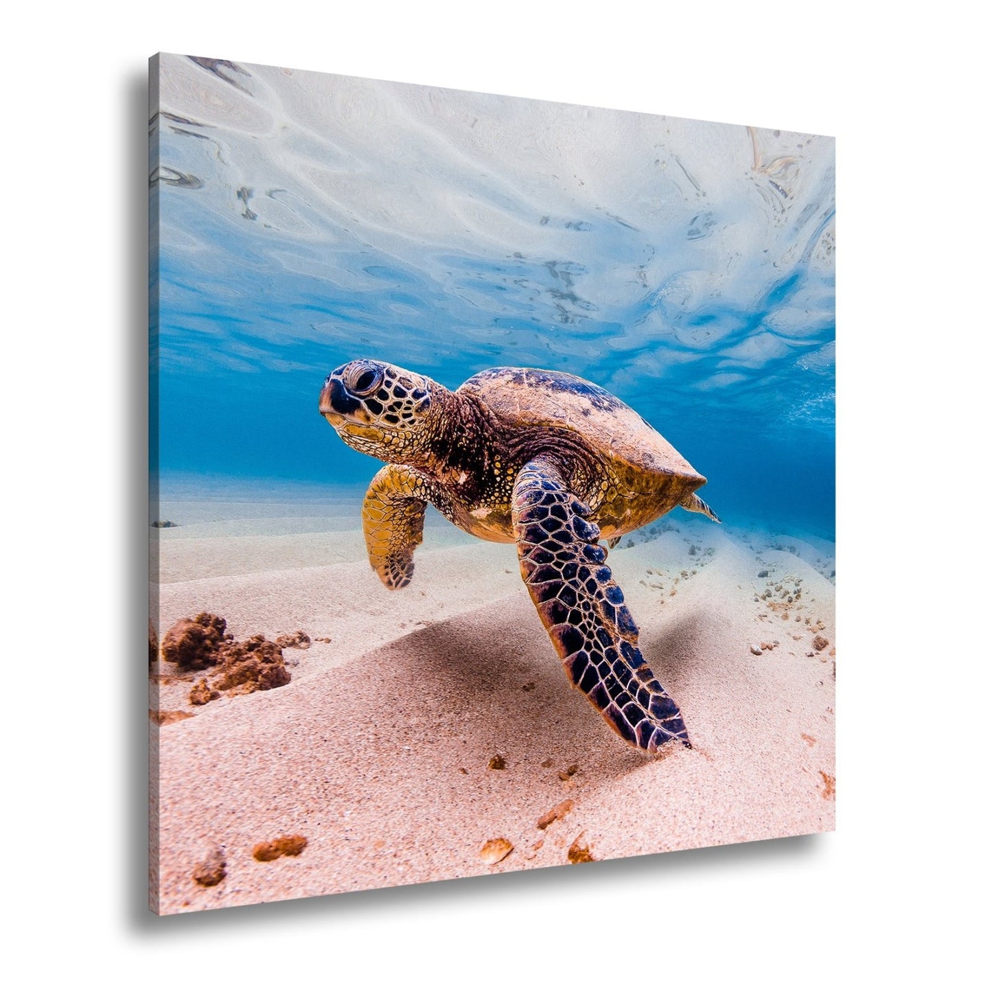 Leinwandbild Majestätische Schildkröte gleitet durch kristallklares Wasser. - deyoli