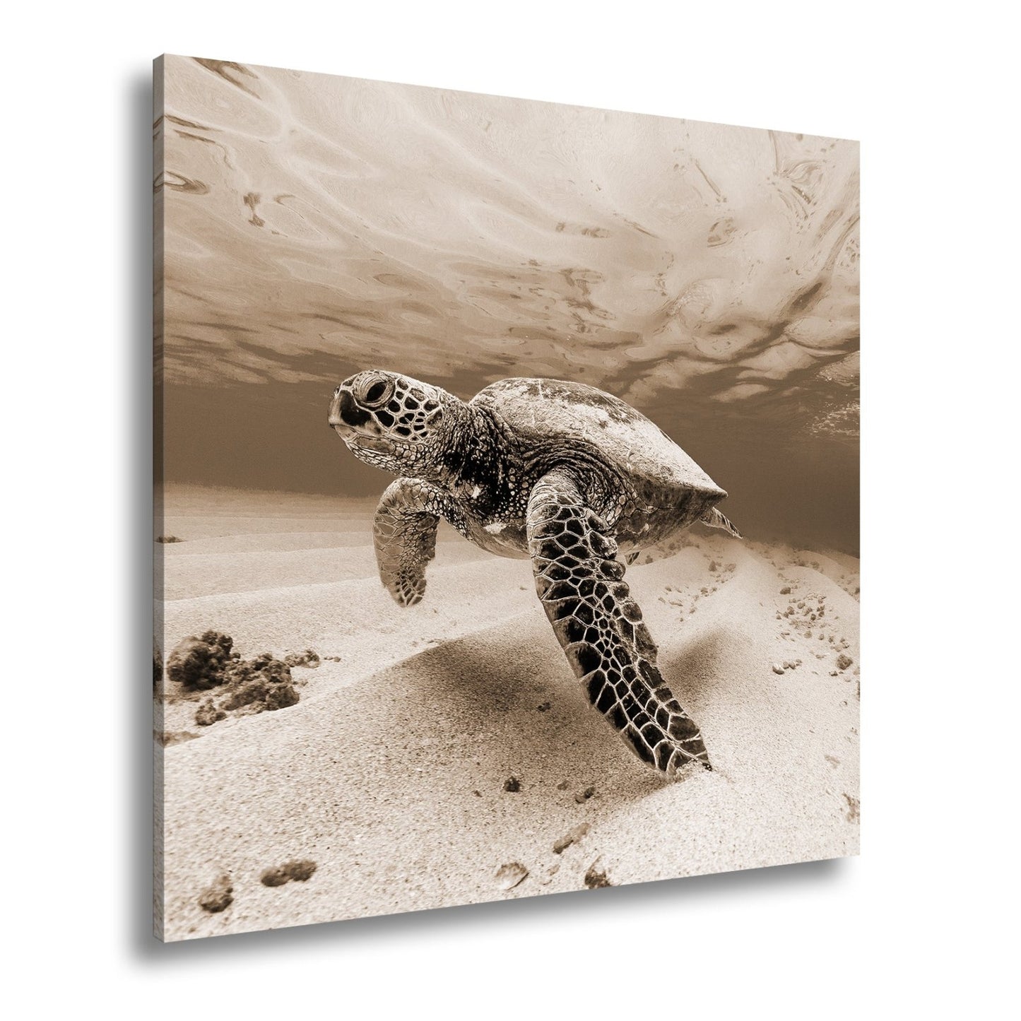 Leinwandbild Majestätische Schildkröte gleitet durch kristallklares Wasser. - deyoli