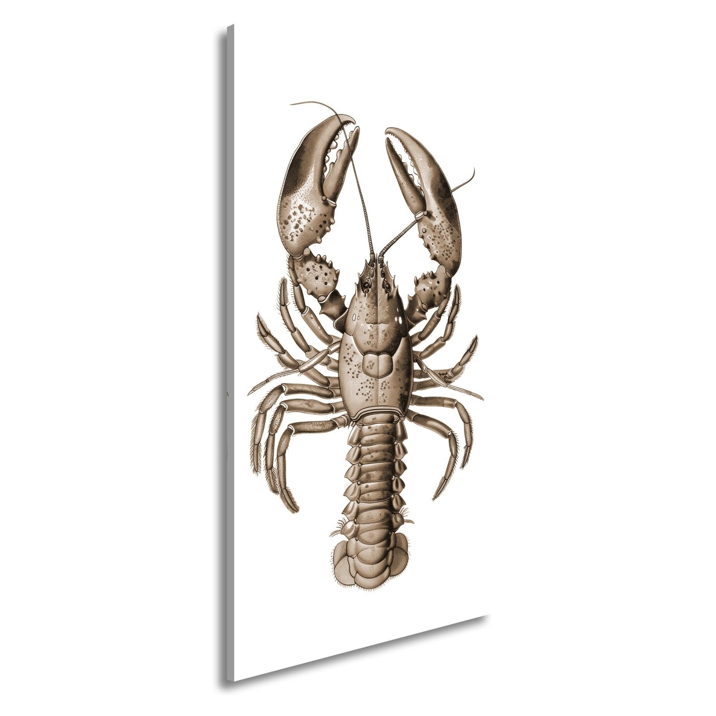 Leinwandbild Majestätischer blauer Hummer in feiner naturgetreuer Illustration - deyoli